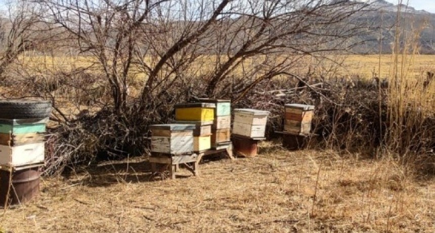 Mendoza impulsa la sanidad ap&iacute;cola: relevan apiarios para mejorar exportaciones de miel