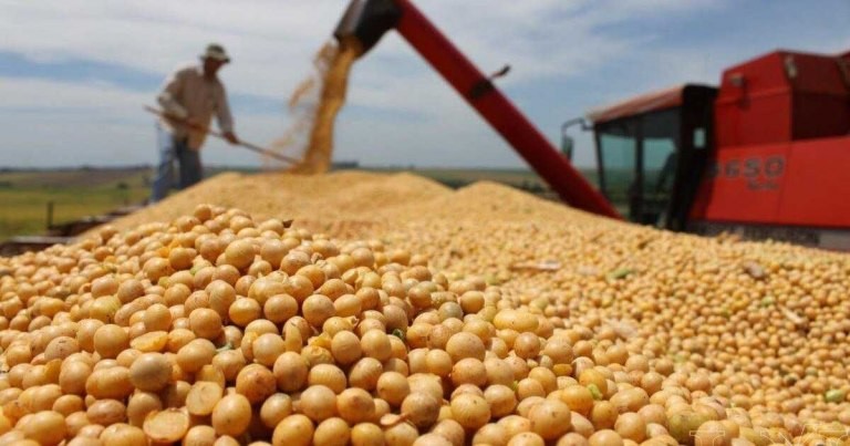 El gobierno espera que se acelere la liquidación de divisas por la cosecha de soja: cómo viene el ingreso de dólares