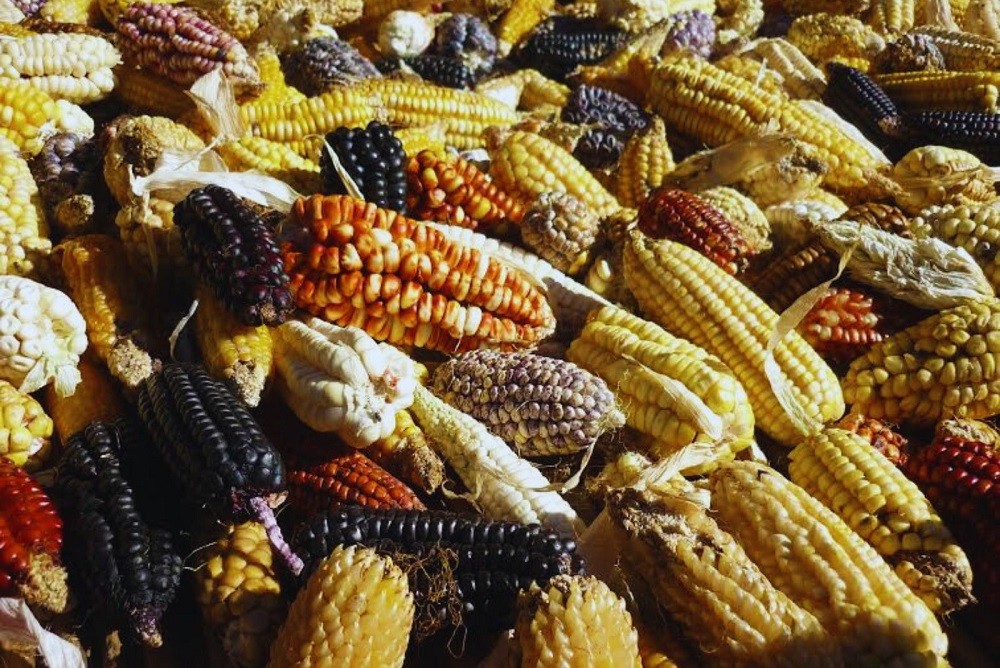 Buscan maximizar el rendimiento del maíz andino