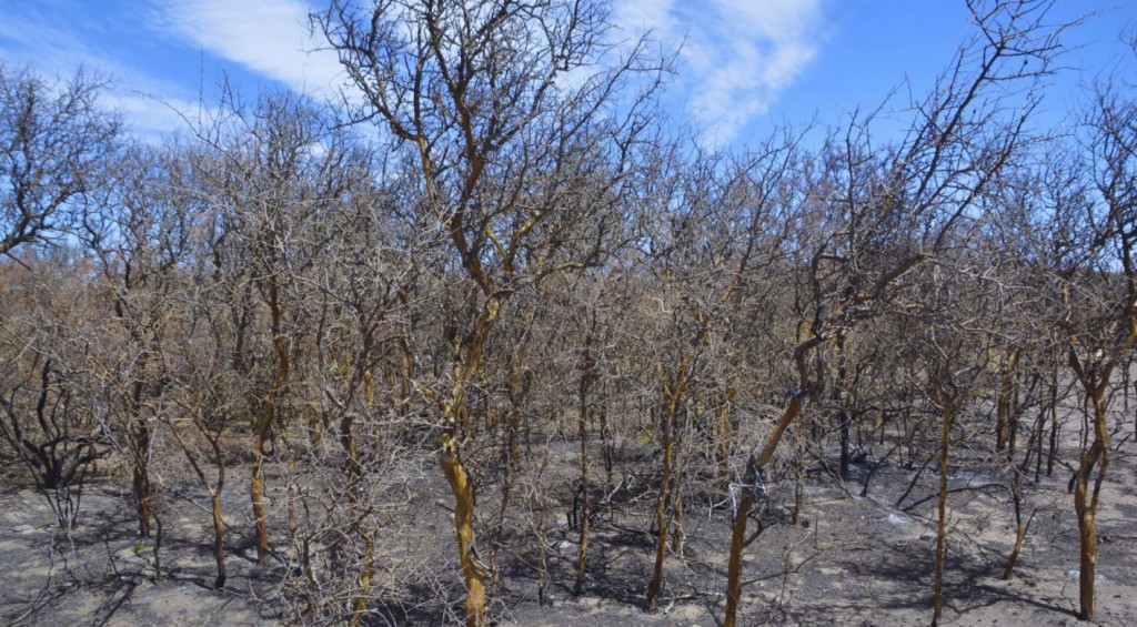 Ante un clima seco y caluroso, cómo reducir el riesgo de incendios