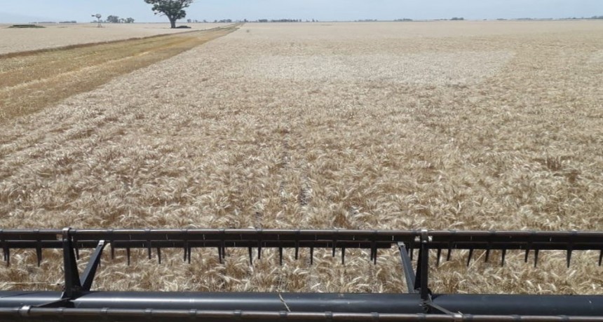 El trigo sigue asombrando en su avance y suben las proyecciones 