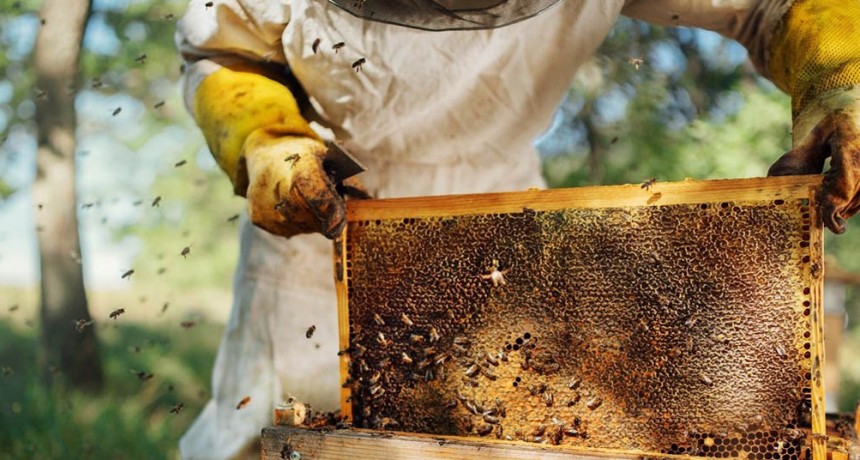 Zumbido de optimismo: la apicultura vuelve a registrar indicadores favorables