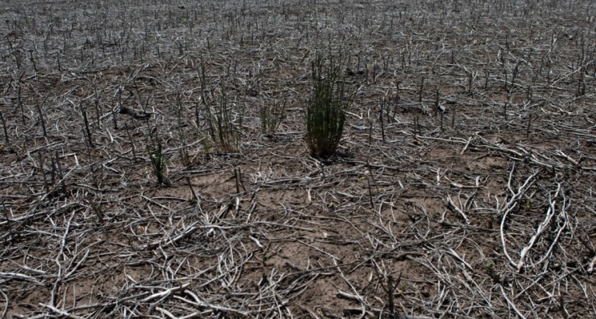 Hay 175 millones de hect&aacute;reas en riesgo de sequ&iacute;a en todo el pa&iacute;s 