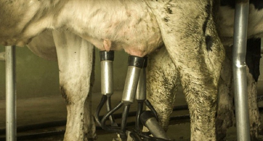 Destinan m&aacute;s de $9.000 millones a productores tamberos para aumentar la oferta de leche.