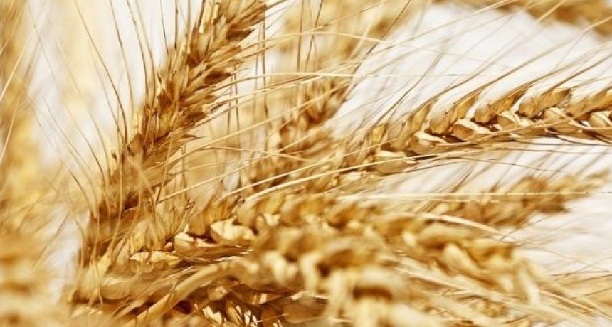Mejoran las proyecciones para la cosecha de trigo