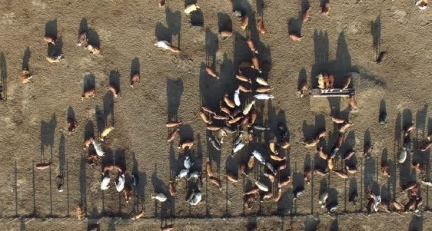La concentraci&oacute;n de vacunos en los feedlots totaliz&oacute; los 5 M de cabezas