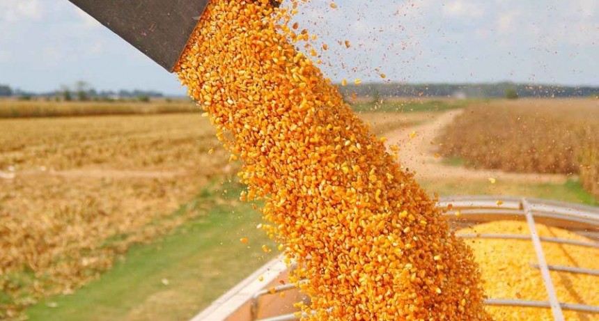 Producci&oacute;n r&eacute;cord de ma&iacute;z: se estiman 59 millones de toneladas, un 64 % m&aacute;s que en la campa&ntilde;a pasada