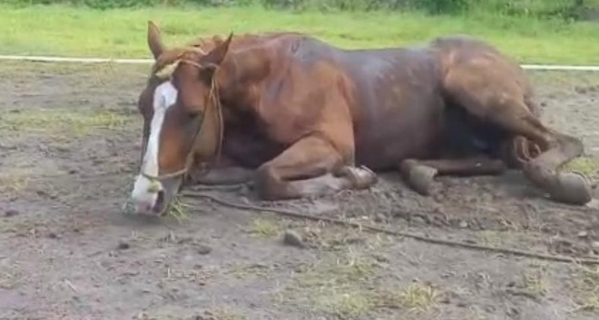 Encefalomielitis equina: Refuerzan trabajo con las provincias para su control y prevenci&oacute;n