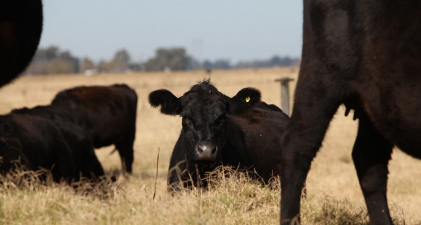 Medidas para prevenir el estr&eacute;s t&eacute;rmico en bovinos de carne y favorecer el bienestar animal