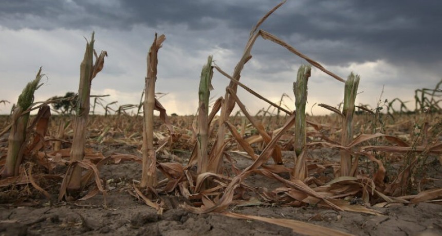 Declaran la emergencia agropecuaria en municipios afectados por la sequ&iacute;a