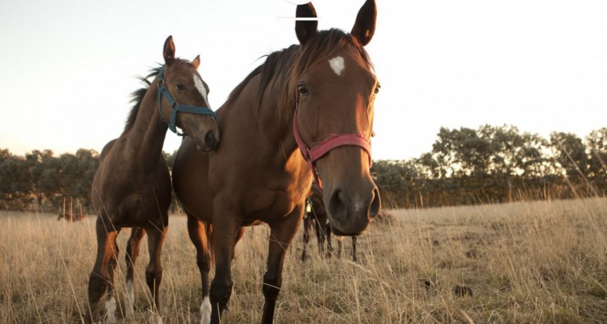 El Senasa recuerda la obligatoriedad de la identificaci&oacute;n electr&oacute;nica de los equinos