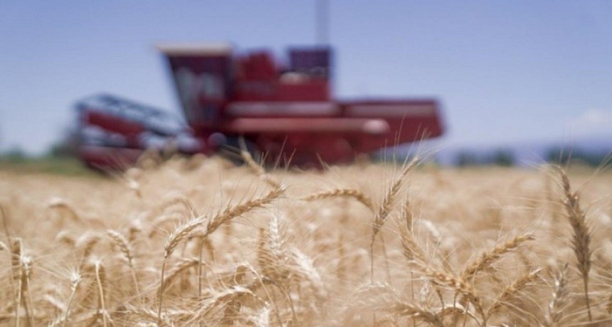 El mercado brasilero, una gran oportunidad para el trigo argentino