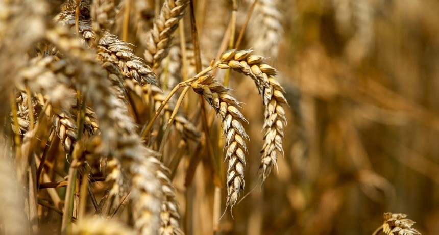 Las exportaciones agroindustriales se derrumbaron casi 35% en 2023