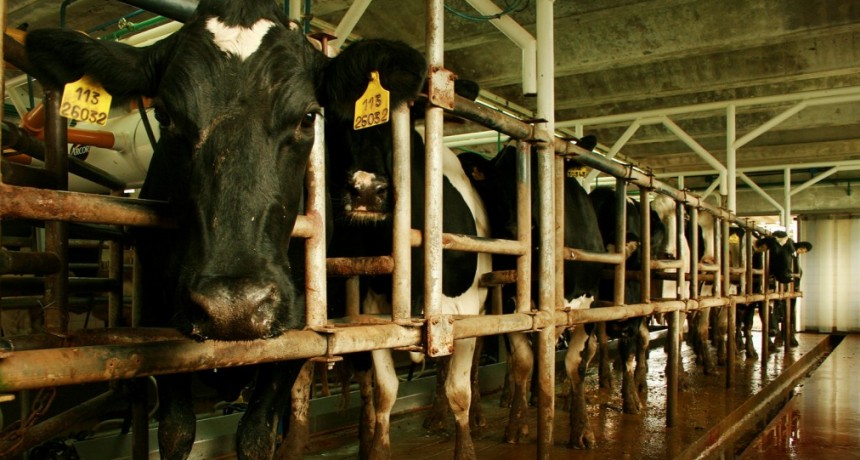 Medidas de prevenci&oacute;n a tener en cuenta contra el estr&eacute;s t&eacute;rmico en animales de tambo