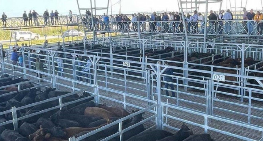 MAG: ingresaron 4.323 animales para el remate del d&iacute;a del paro