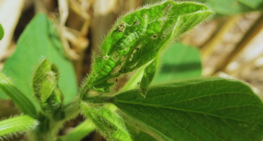 Las poblaciones de insectos plaga fluct&uacute;an seg&uacute;n el clima