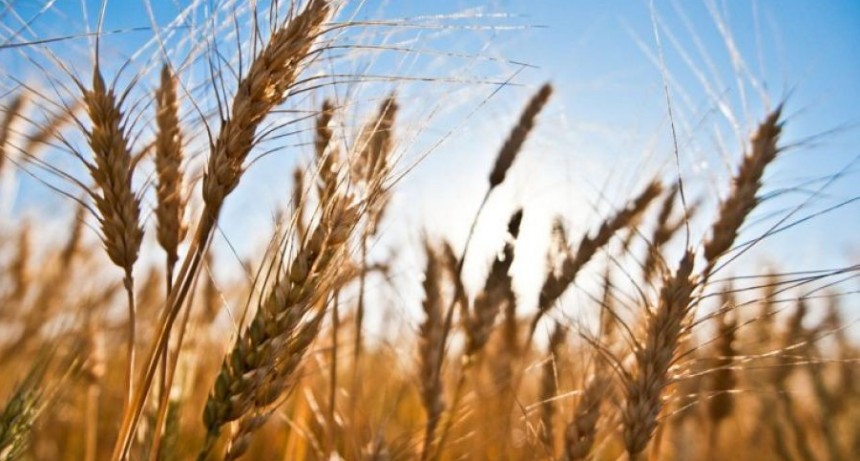 Argentina comenzar&aacute; a exportar trigo a China por primera vez
