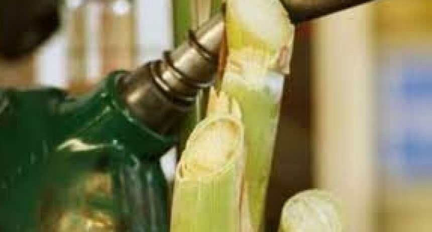 Argentina fortalece la producci&oacute;n de biocombustibles: Nueva levadura autorizada