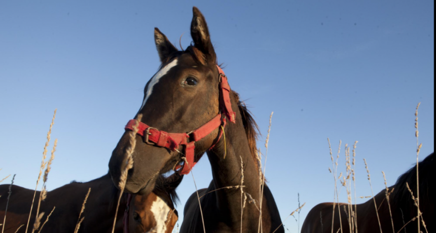 Encefalomielitis equinas: Se confirm&oacute; el primer brote en la provincia del Neuqu&eacute;n