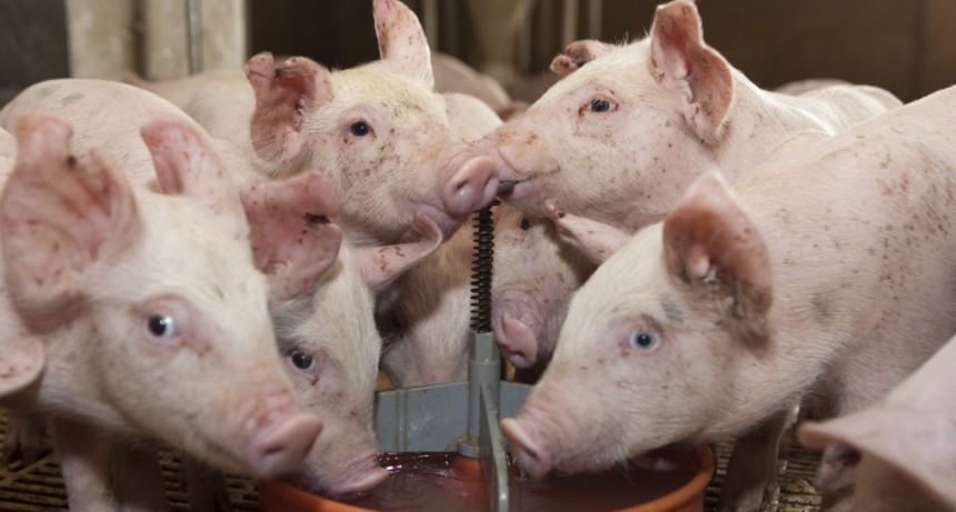 Reportan nuevos casos de Peste Porcina Africana en Europa y Asia