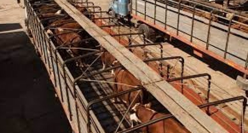 Prevenci&oacute;n de estr&eacute;s t&eacute;rmico en el transporte de animales de consumo para cuidar su bienestar