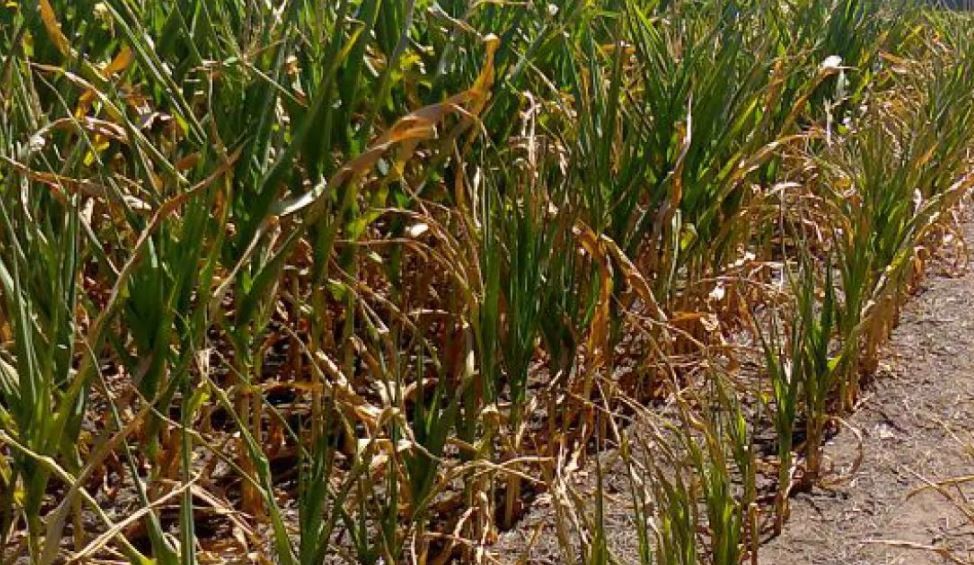 En Santa Fe, amplían el plazo para acceder a beneficios por Emergencia Agropecuaria