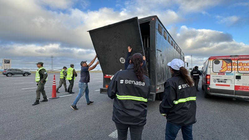 Creció un 170% el control en ruta a transportes de animales vivos y alimentos