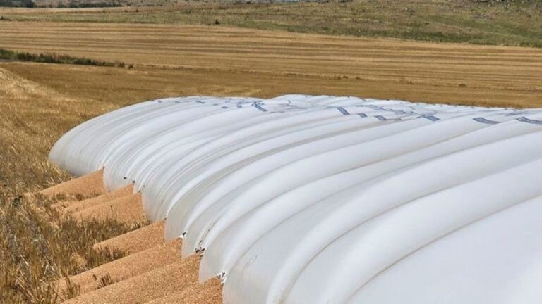 Tandil: jabalíes atacaron un silobolsa que contenía unos 240.000 kilos de trigo