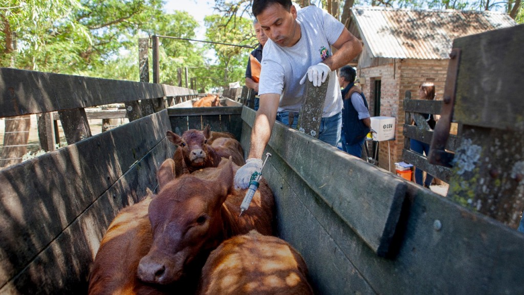 Argentina refuerza controles ante el foco de fiebre aftosa en Alemania