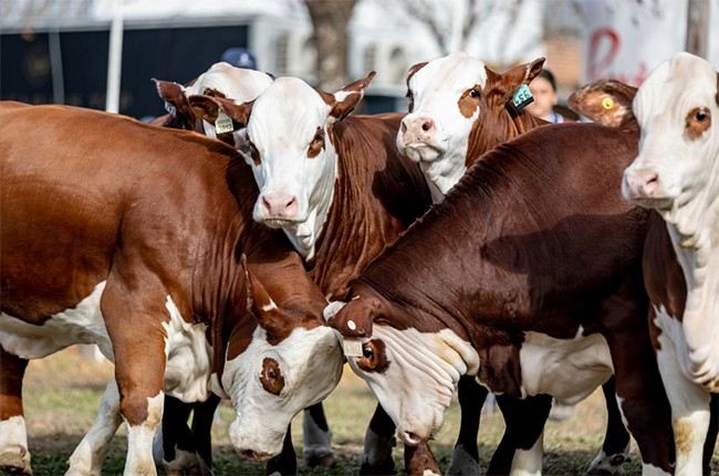 Llega Expo Braford a la ‘capital nacional de los agronegocios’