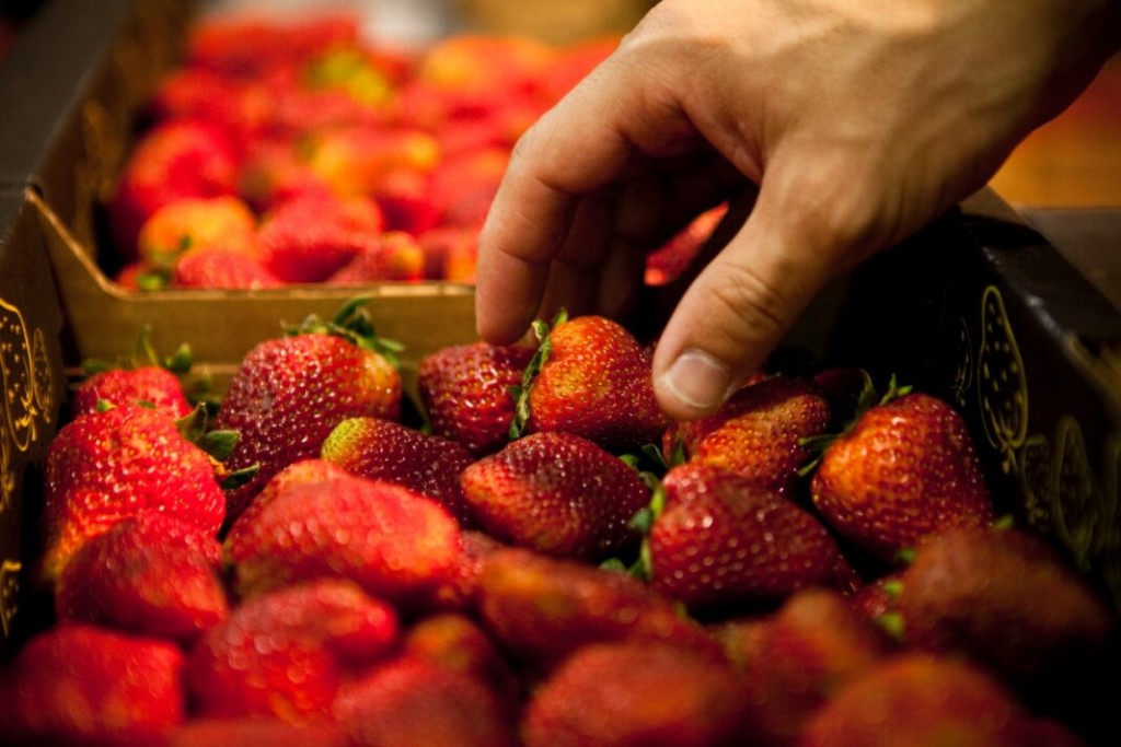 El Gobierno eliminó restricciones para la exportación e importación de alimentos