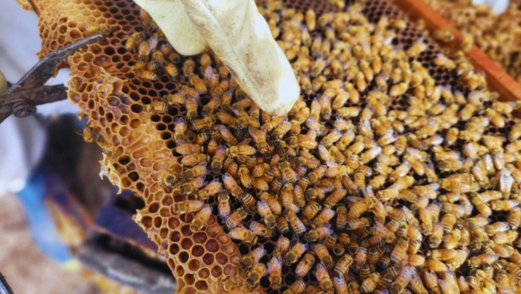 Evalúan parámetros productivos en abejas reinas adaptadas regionalmente