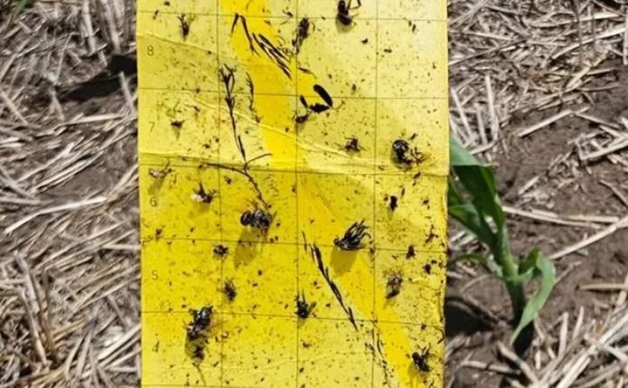 Alerta: el clima benefició a la chicharrita, recomiendan intensificar los monitoreos y comparten las zonas más afectadas