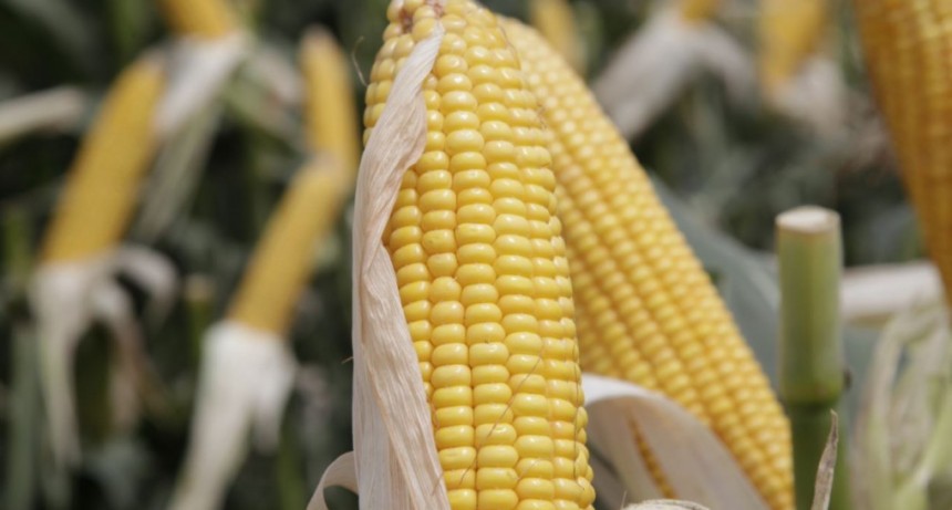 China aprob&oacute; cinco variedades de cultivos editados gen&eacute;ticamente y 12 tipos de soja, ma&iacute;z y algod&oacute;n GMO