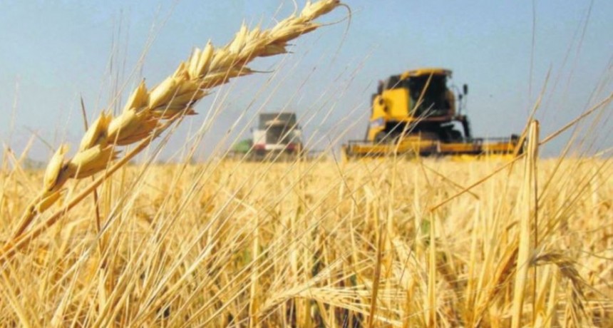 La cosecha de trigo se acerca al final