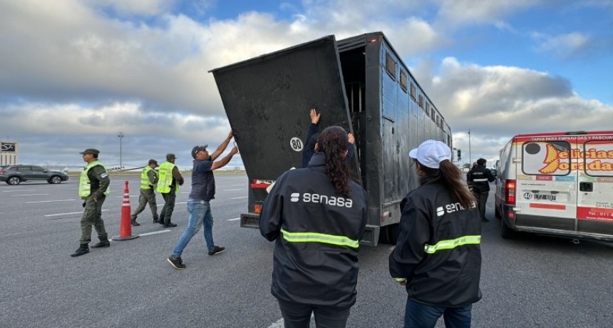 Creci&oacute; un 170% el control en ruta a transportes de animales vivos y alimentos