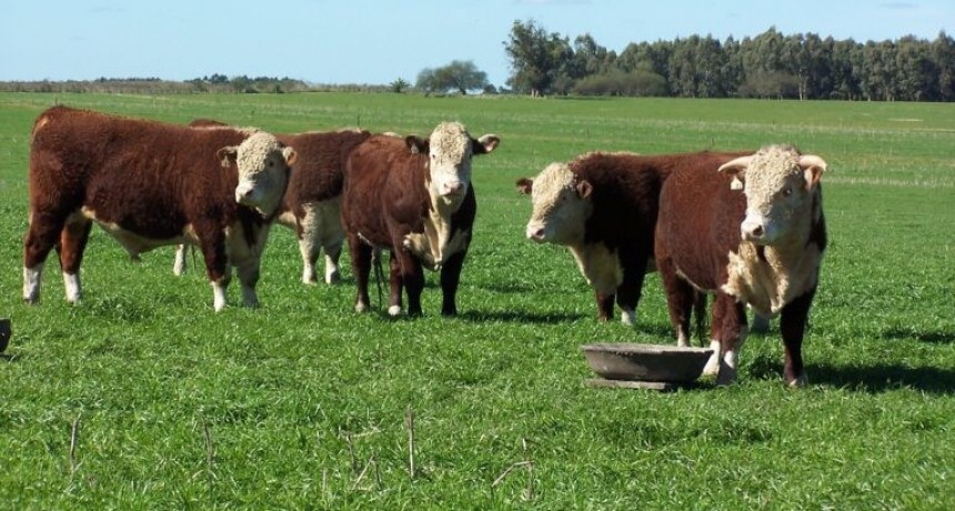 Recomendaciones del INTA para asegurar el bienestar animal en bovinos
