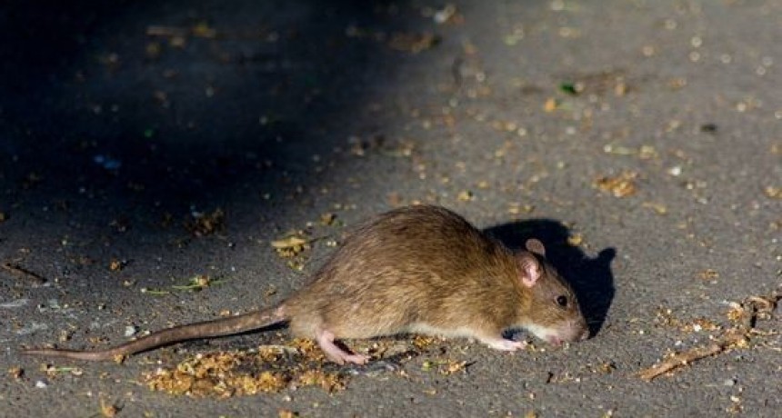 Azul: detectaron animales infectados con leptospirosis