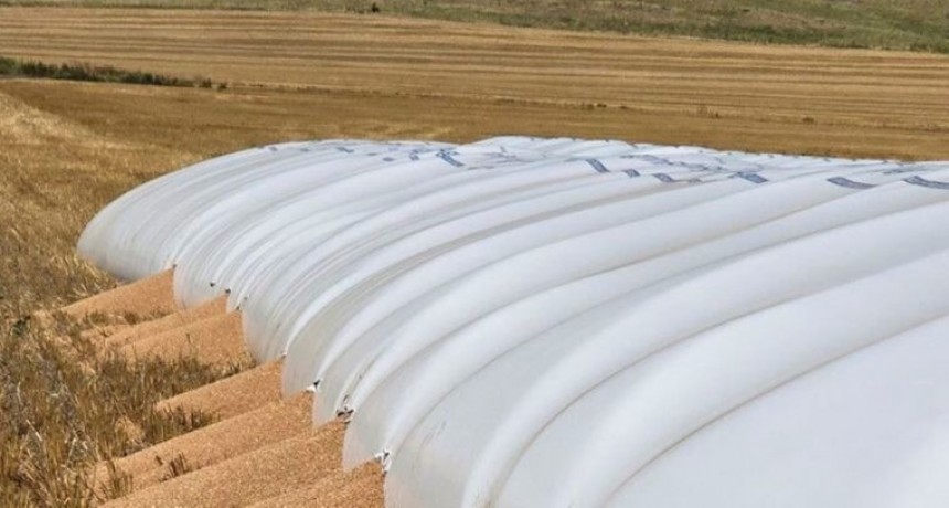 Tandil: jabal&iacute;es atacaron un silobolsa que conten&iacute;a unos 240.000 kilos de trigo