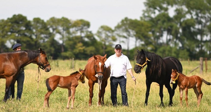 Nacieron los primeros caballos de dise&ntilde;o gen&eacute;tico del mundo de la mano de una biotech argentina
