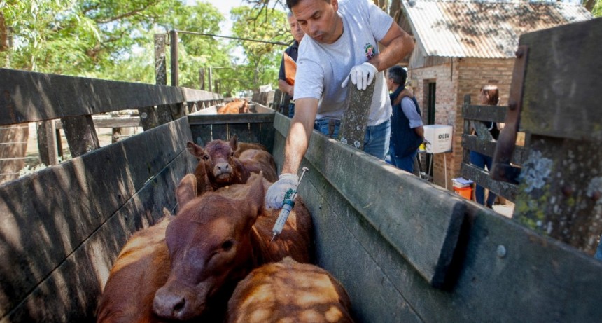 Argentina refuerza controles ante el foco de fiebre aftosa en Alemania