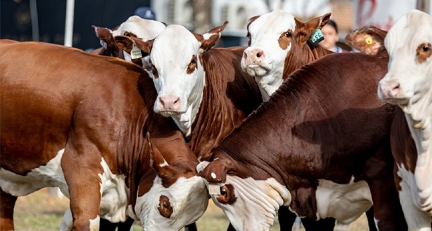 Llega Expo Braford a la &lsquo;capital nacional de los agronegocios&rsquo;
