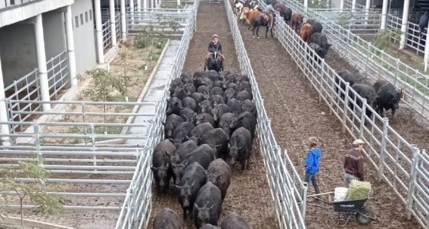 Viernes en el MAG: El consumo liviano acapar&oacute; la atenci&oacute;n de la demanda
