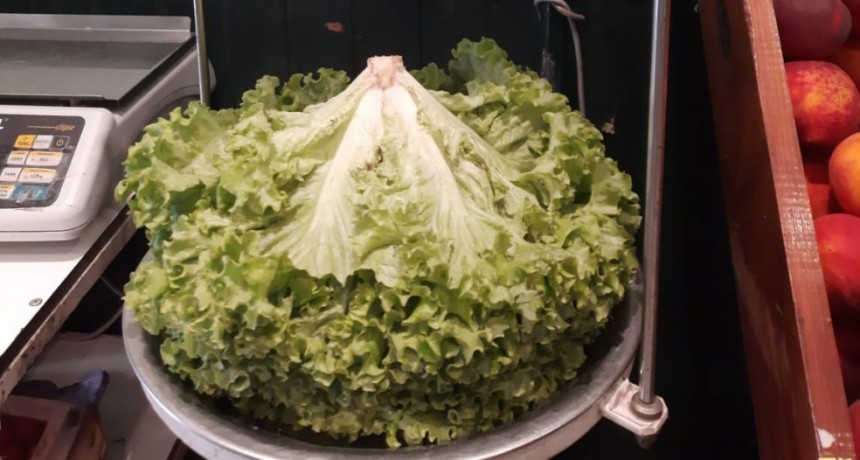 Un productor bolivarense cosech&oacute; una lechuga de 1.090 kg
