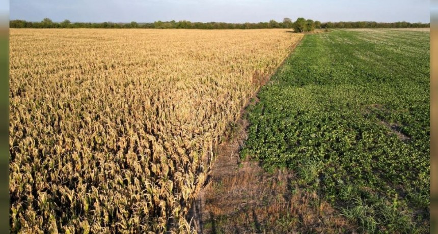 Desesperado rezo del campo a La Ni&ntilde;a para que deje pasar agua y salve los cultivos