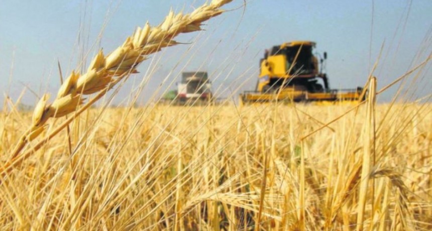 La producci&oacute;n de la campa&ntilde;a de trigo se estima en 19,3 millones de toneladas