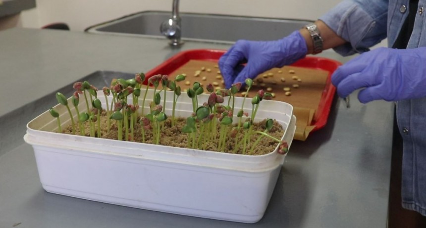 Nueva t&eacute;cnica de laboratorio para determinar la calidad de semillas de soja