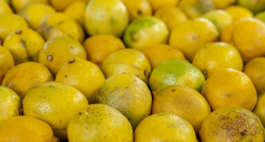 Tras el hallazgo de 140 toneladas de naranjas ilegales, se incrementan los controles sanitarios