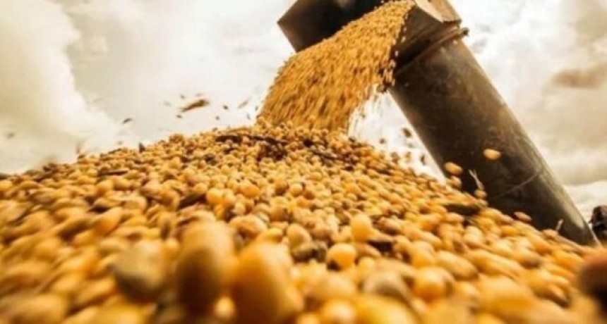 China cancela entregas de soja brasile&ntilde;a por mala calidad