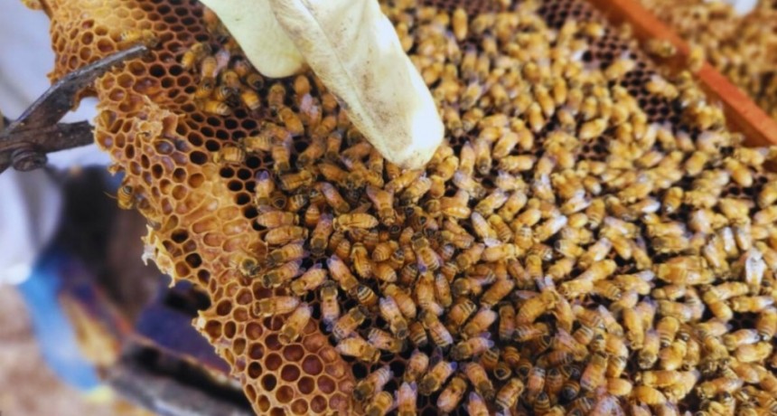Eval&uacute;an par&aacute;metros productivos en abejas reinas adaptadas regionalmente
